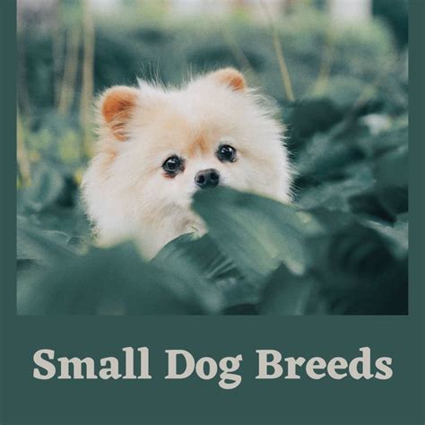 22 Easiest Dog Breeds To Take Care Of