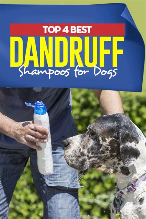 4 Best Dandruff Shampoos For Dogs Top Dog Tips 4 Best Dandruff Shampoos For Dogs Top Dog Tips