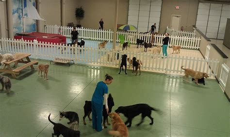 5 Benefits Of Keeping Your Dog In A Dog Daycare Center Danas News 5 Benefits Of Keeping Your Dog In A Dog Daycare Center Danas News