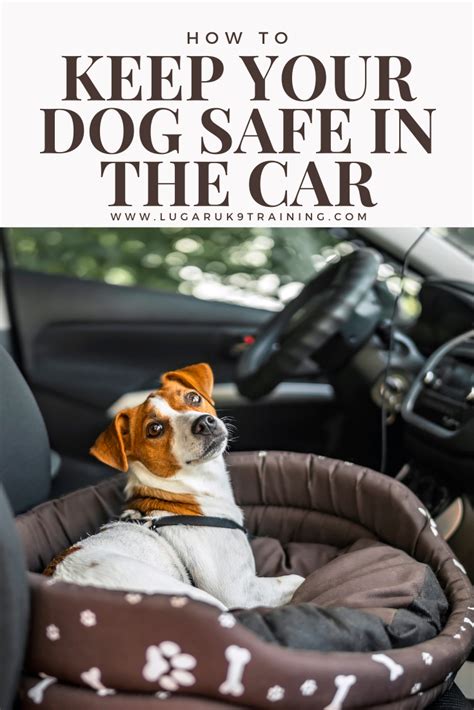 5 Dog Car Safety Tips Keeping Your Dog Safe Inside The Car Bocad 5 Dog Car Safety Tips Keeping Your Dog Safe Inside The Car Bocad