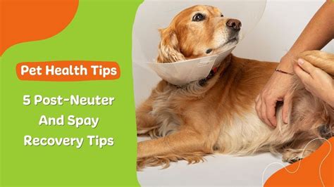 5 Post Neuter And Spay Recovery Tips Youtube 5 Post Neuter And Spay Recovery Tips Youtube
