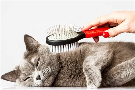 5 Things About Caring For Cats Every Pet Owner Should Know Full 5 Things About Caring For Cats Every Pet Owner Should Know Full