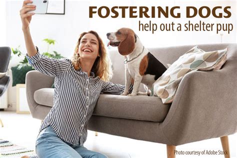 5 Tips For Fostering Dogs 5 Tips For Fostering Dogs