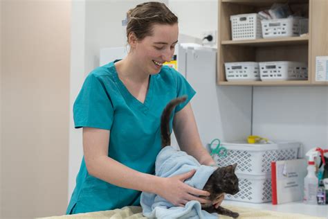 5 Urgent Pet Care Tips Antech Nexus 5 Urgent Pet Care Tips Antech Nexus