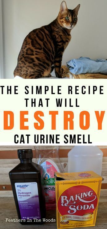 5 Ways Remove Cat Pee Antech Nexus 5 Ways Remove Cat Pee Antech Nexus