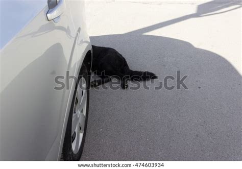 50 Dog Hit By Car Stock Photos Pictures Royalty Free Images Istock 50 Dog Hit By Car Stock Photos Pictures Royalty Free Images Istock