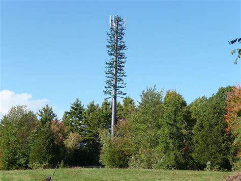 70 Foot Cell Tower Disguised As Tree Proposed For Butte Country Club 70 Foot Cell Tower Disguised As Tree Proposed For Butte Country Club
