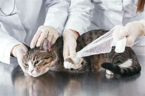 A Guide To Cat Wound Care Phoenix Vets A Guide To Cat Wound Care Phoenix Vets