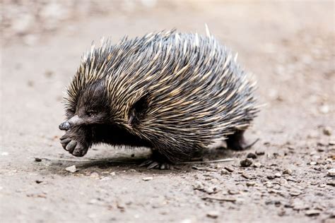 Egg Laying Mammal
