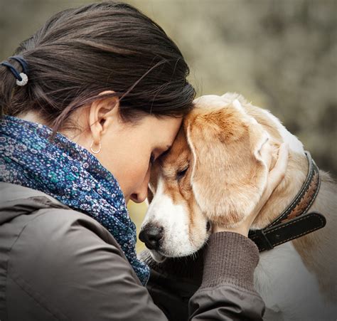 A Prayer For Animals Blog Deceased Pets Funeral Home A Prayer For Animals Blog Deceased Pets Funeral Home