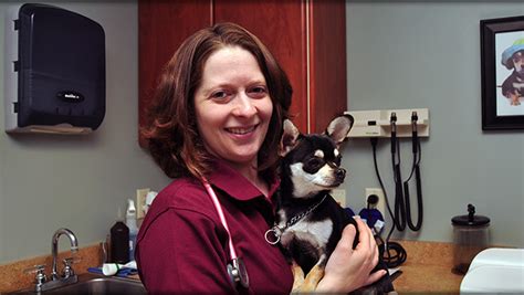 About Our Veterinary Hospital Cornerstone Animal Hospital About Our Veterinary Hospital Cornerstone Animal Hospital