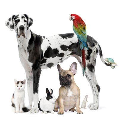 ABQ Pet Care Reviews