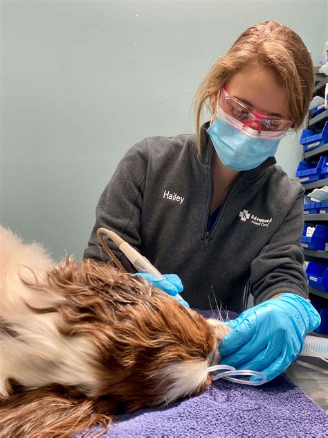 Advanced Animal Care Berea Services