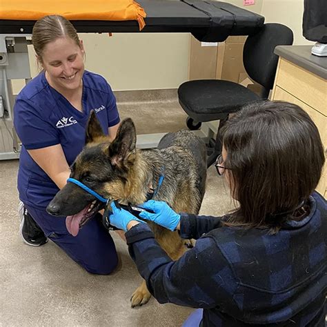 5 Emergency Animal Care Tips