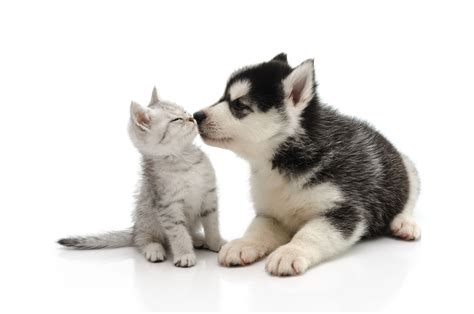Affordable Pet Care Options And Strategies Wtop News