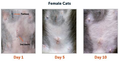 5 Tips Post Neuter Care 5 Tips Post Neuter Care