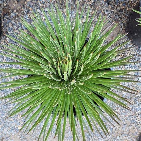 Agave Gemniflora