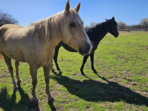 Al Marah Equine Center Al Marah Equine Center