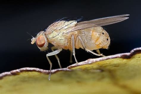 Albino Fly