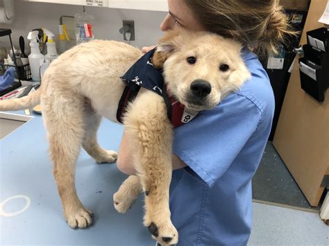 All Creatures Animal Hospital Pet Care Resources