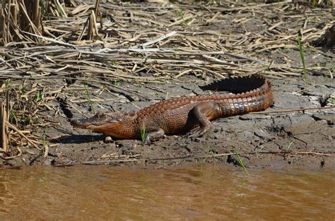 Alligators In South Carolina