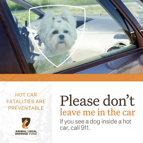 An Avoidable Tragedy Dogs In Hot Cars Animal Legal Defense Fund