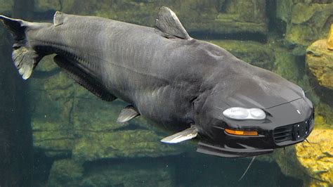 Animal Car Designs Animal Car Designs