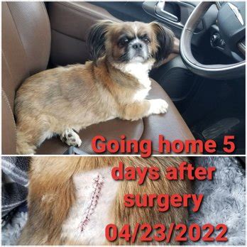 Animal Medical Care Temple Services