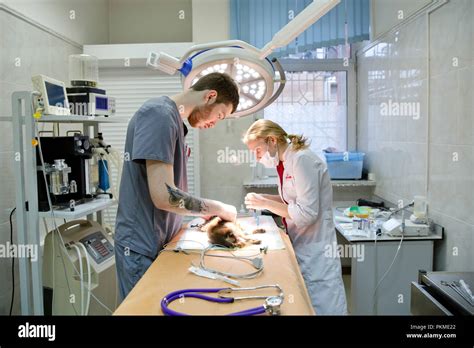 Animal Surgery and Care Center Experts