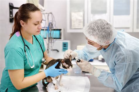5 Tips Animal Technician