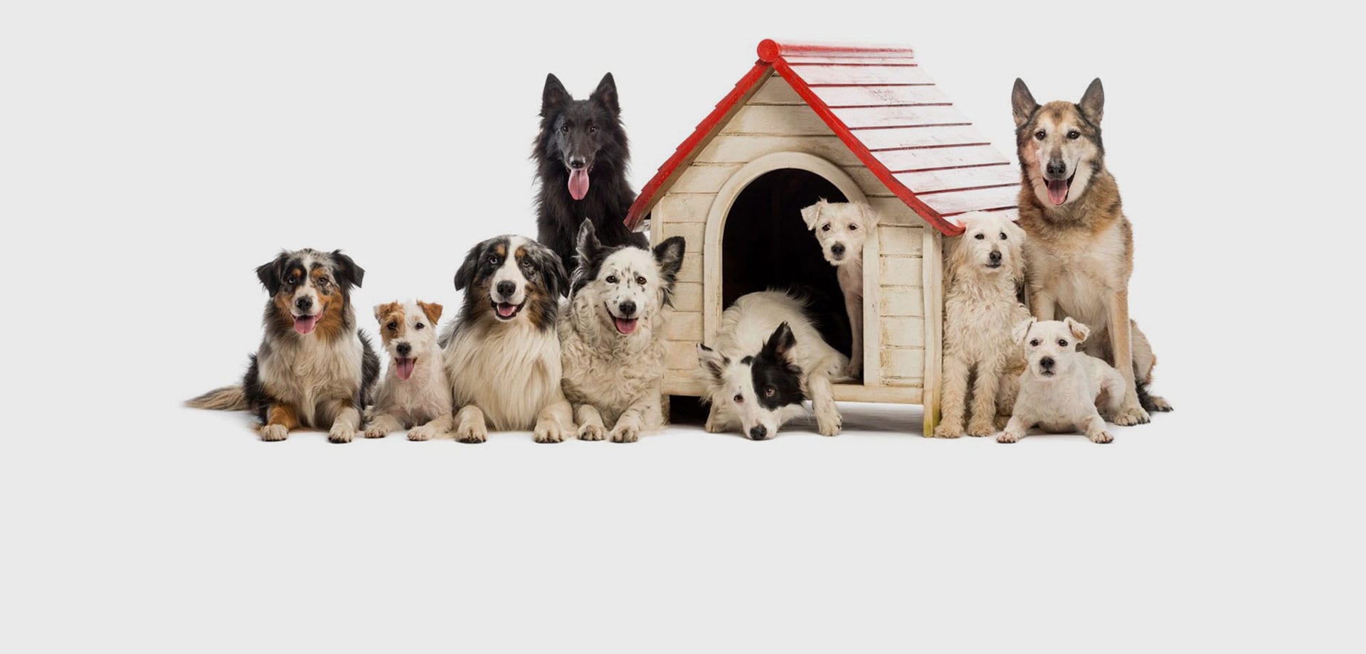 5 Ann Arbor Dog Day Cares