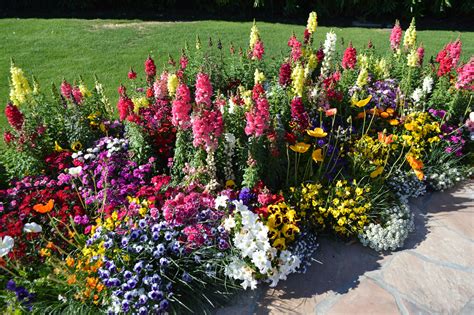 Annual Flowers Arizona Annual Flowers Arizona
