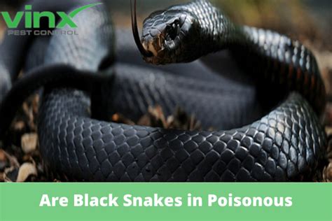 Are Black Snakes In South Carolina Poisonous Are Black Snakes In South Carolina Poisonous