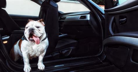 Are Dogs Allowed In Rental Cars Are Dogs Allowed In Rental Cars