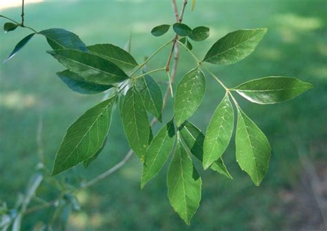 Arizona Ash Tree Leaf