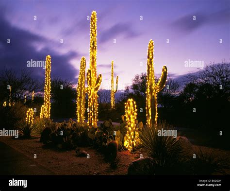 Arizona Christmas Cactus