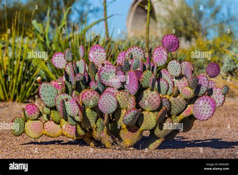 Arizona Prickly Pear Cactus Arizona Prickly Pear Cactus
