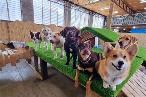 Barkley Park Dog Day Care Kedron Must Do Brisbane Barkley Park Dog Day Care Kedron Must Do Brisbane