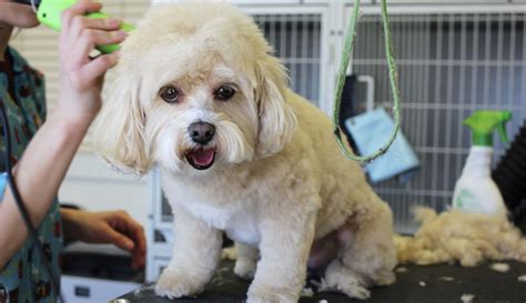 Beaufort Dog Providing Dog Training Grooming Day Care And Boarding Beaufort Dog Providing Dog Training Grooming Day Care And Boarding