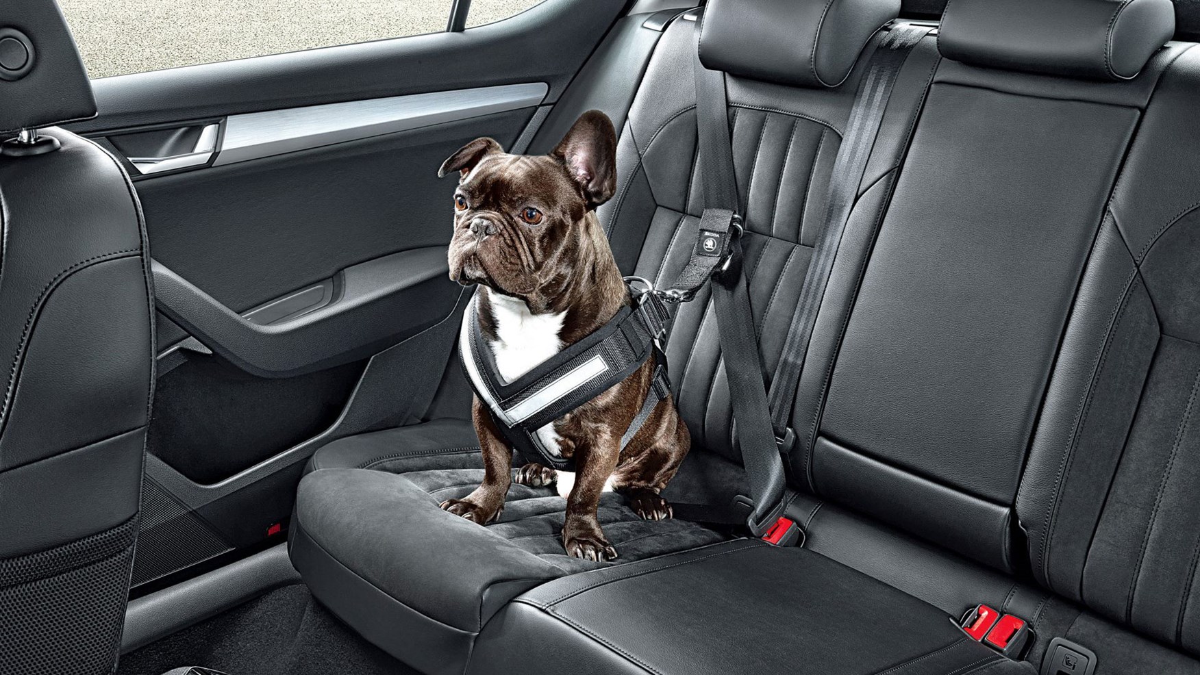 Top Cars For Big Dogs Top Cars For Big Dogs