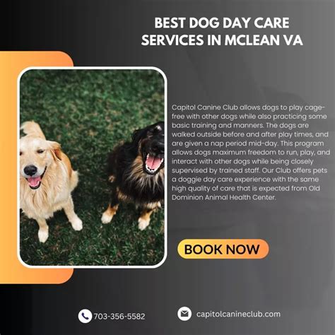 Best Dog Day Care Services Best Dog Day Care Services