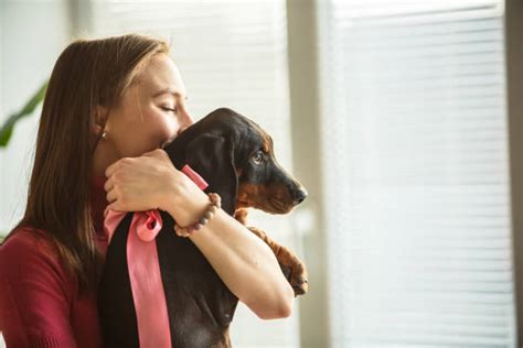 Best Dog Knotted In Woman Stock Photos Pictures Royalty Free Images Best Dog Knotted In Woman Stock Photos Pictures Royalty Free Images