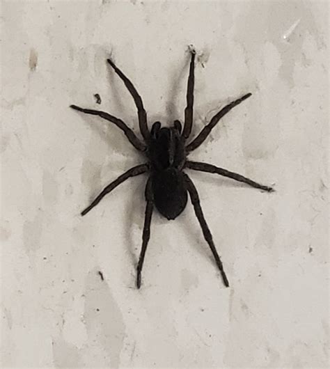 Big Black Spider Pennsylvania