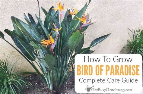 Bird Of Paradise Growing Zone