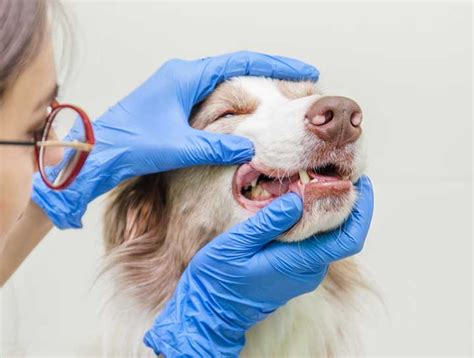 Birmingham Veterinary Services Exceptional Vet Care For Cats Dogs Birmingham Veterinary Services Exceptional Vet Care For Cats Dogs