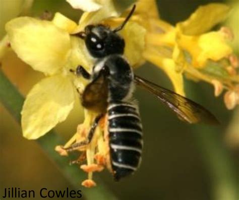 Black And White Bees In Arizona Black And White Bees In Arizona