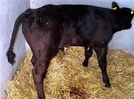 Blackleg Symptoms Cattle Blackleg Symptoms Cattle