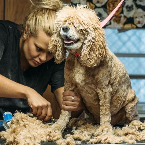Boarding Dog Boarding Daycare Grooming Training Charleston Sc Boarding Dog Boarding Daycare Grooming Training Charleston Sc