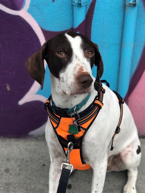 Bushwick Pet Care Services