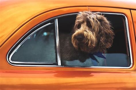California Dog In Car Law Everything You Need To Know Before Taking California Dog In Car Law Everything You Need To Know Before Taking